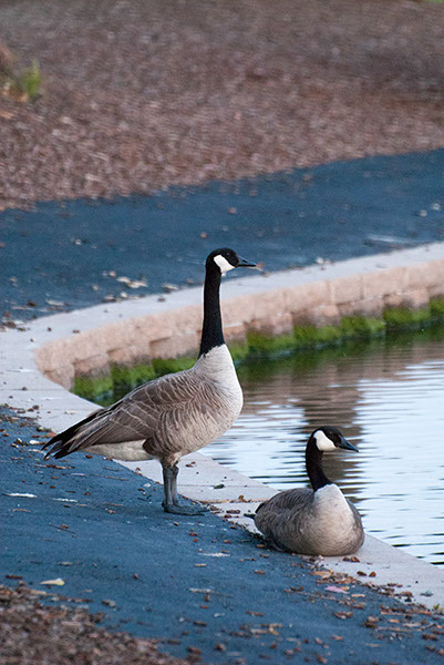 %_tempFileName722js%20Canadian%20Geese_Nwk%20Lake%204-30-2015%