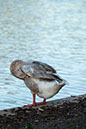 %_tempFileName658%20Goose%20Preening_Nwk%20Lake%204-30-2015sj%