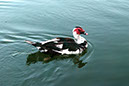 %_tempFileName678js%20Muscovy%20Duck%20in%20water_Nwk%20Lake%204-30-2015%