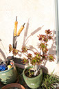 %_tempFileName15%20Yard%20Succulents%20Over%20Expsd%