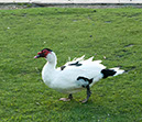 %_tempFileName103xs%20Muscovy%20Duck%