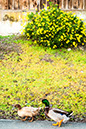 %_tempFileName134xs%20Mallards%20by%20Daisies%