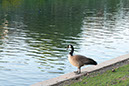 %_tempFileName86xs%20Canadian%20Goose%